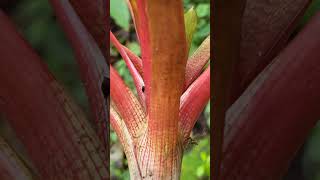 Bromeliad 🇨🇷 Costa Rica [upl. by Melicent]