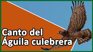 🟢 CANTO DEL ÁGUILA CULEBRERA EUROPEA Circaetus gallicus 🎵🦅 [upl. by Yrtnahc]