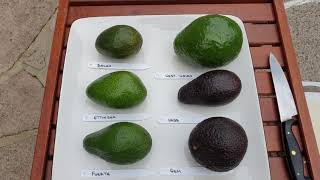 Avocado varieties UK part 1 [upl. by Eiral]