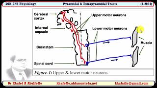 Pyramidal amp Extrapyramidal tracts 32024 by Dr Khaled A Abulfadle [upl. by Laenej]