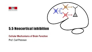 55 Neocortical inhibition [upl. by Nacnud]