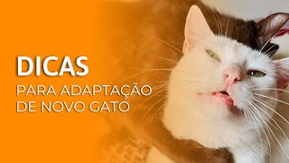 Dicas para adaptação de novo gato  Gato é Vida [upl. by Lonne]