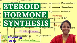 Steroid hormone synthesis pathway  Adrenal gland hormones  Endocrine system lecture mbbs 1st year [upl. by Aihpledalihp50]