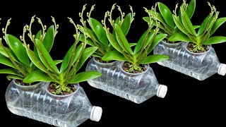 The secret to growing orchids in water bottles Flowers bloom profusely and never have root rot [upl. by Narcho]