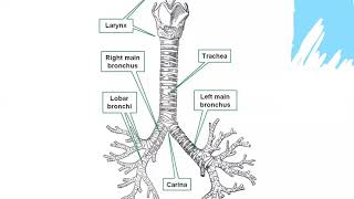 Gross anatomy Thorax Tracheobronchial tree amp Lungs 01 [upl. by Alahs]