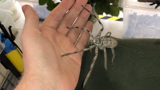 Giant Huntsman Spider from Australia [upl. by Ardy614]