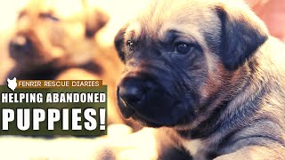 ABANDONED LURCHER PUPPIES NEED HELP [upl. by Nednyl]