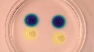 TimeLapse diffusion molécules dans une gélose principe utilisé dans la technique dOuchterlony [upl. by Trini527]