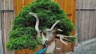 Amazing Compilation of Bonsai Trees bonsai plants garden [upl. by Ainod518]