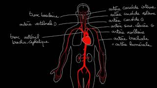 langiologie en générale [upl. by Gervais]