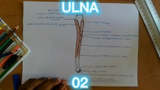 ULNA SCHEMA 02  VUE POSTERIEURE  ANATOMIE [upl. by Htebazie615]