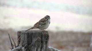 Lark Sparrow singing [upl. by Mayes]