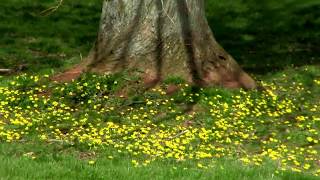 A carpet of Dandelions at the base of a tree [upl. by Ytiak]