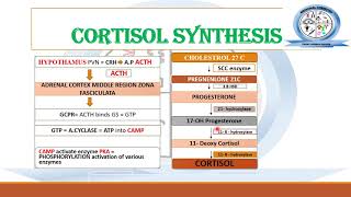 Biosynthesis of Steroid Hormones  Corticosteroids  Medicinal Chemistry [upl. by Culosio857]