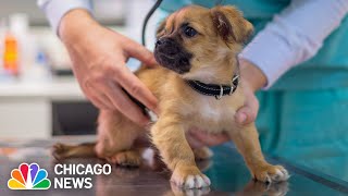 New treatment for Parvovirus offered in Chicago [upl. by Alisander736]