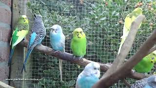 Volièrevogels – Aviarybirds – Budgerigars – Wellensittiche – Parakeet sounds – Parkieten geluiden [upl. by Ayanaj392]