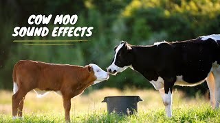 Cow Sound Effect Animal Sound Effects Cows Mooing Moo Moo Cow Cow Mooing Sound Effect Cow Moo [upl. by Akeyla233]