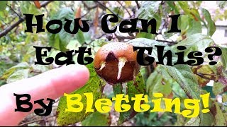 Learn About the Ancient Medlar Fruit amp The Process of Bletting [upl. by Mathew]