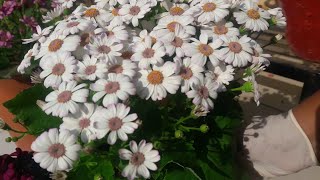 How to Grow and Care Cineraria Plant  Care of Cineraria  Beautiful Winter Flower ing Plant [upl. by Noizneb]