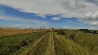 Starling murmuration on the South Downs UK [upl. by Breeze517]