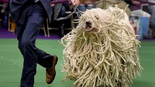 Komondor  DOG LOVERS [upl. by Darn]