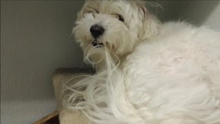 Dog from Hell a Groomers Nightmare  EP 4 DOG INTERVENTION  BIG CHUCK MCBRIDE [upl. by Lottie197]