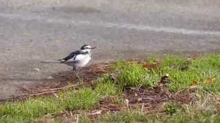 ハクセキレイquotMotacilla alba lugensquotの鳴き声。2014年3月 [upl. by Aita]