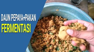 Campuran Pakan Ayam Agar Cepat Besar Dan Tidak Kanibal [upl. by Lemhar]