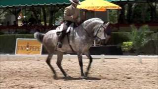 25º Final Doma Vaquera Nacional Jerez de La Frontera [upl. by Auhsohey]