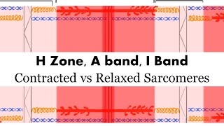 Contracted vs Relaxed Sarcomere H zone A Band I Band [upl. by Adaminah]