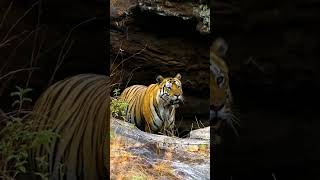 The Rise and Fall of Bajrang Bandhavgarh’s Legendary Tiger [upl. by Chavez]