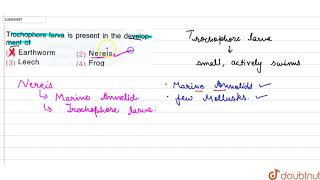 Trochophore larvais present in the development of [upl. by Llenol]