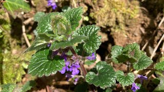 Ground Ivy’s Natural Medicine [upl. by Annez856]