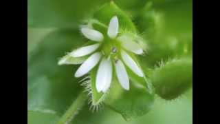 Plant portrait  Common chickweed Stellaria media [upl. by Tuppeny254]