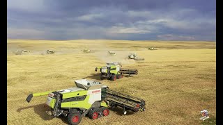 BIG TIME Colorado Wheat Harvest 12 Claas Lexion Combines [upl. by Eelirak]