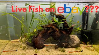 I Bought Live Fish on EBAY [upl. by Anneg98]