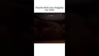 Bro found the goldfish source 😂🐱 funnycats catlover catvideo shortsviral [upl. by Edric148]