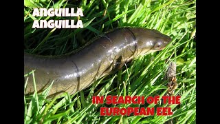 Coarse fishing UK  Eel fishing at night [upl. by Eseilenna72]