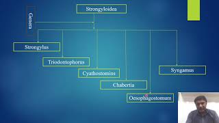 Presentation of brief classification of Nemathelminthes VIDEO [upl. by Simonette]