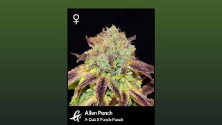 Alien Punch  Greenpoint Seeds [upl. by Caril]