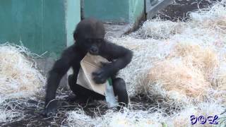 20130904Gorillas im Münchner Zoo Hellabrunn [upl. by Aihsercal426]