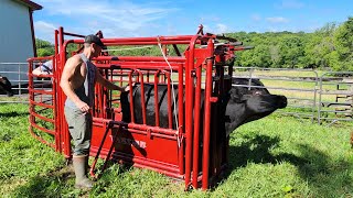 Working Cattle with the Tarter VALUE 90 SWEEP and CATTLEMASTER SERIES 3 [upl. by Alston]