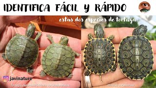 Cómo diferenciar entre dos especies de Tortugas TRACHEMYS SCRIPTA ELEGANS VS TRACHEMYS VENUSTA [upl. by Ahsinehs380]