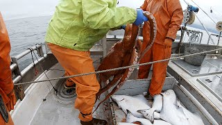 Big Halibut Haul  Longlining in the Gulf of Alaska  Commercial Halibut Fishing [upl. by Paryavi]