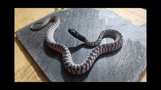 Axanthic Black Headed Python Babies [upl. by Ettenrahc]