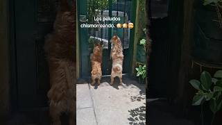 Los peludos en el chisme 🐶🐶🤯 perros humor familia parati fyp [upl. by Aisek]