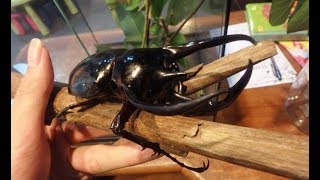 Caucasus Beetle コーカサスオオカブト [upl. by Artina676]