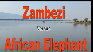 Zambezi versus African Elephant [upl. by Harat304]