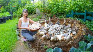 Build Nest For Ducks To Lay Eggs  Harvest Ducks Eggs Goes To Market Sell  Phuong Daily Harvesting [upl. by Valonia]