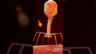 bacteriophage bacteriophagescience [upl. by Aicaca]